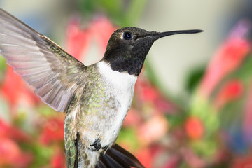 Black-Chinned Hummingbird Searching for Nectar Among the Red Flowers
