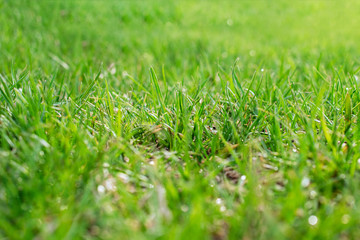 real and fresh green grass close-up