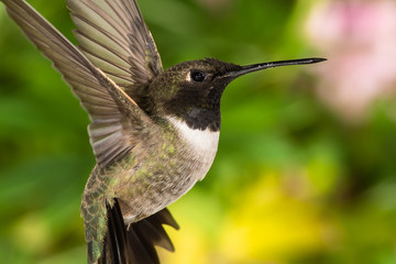 Black-Chinned Hummingbird Searching for Nectar in the Green Garden