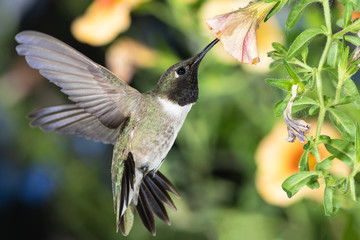 Black-Chinned Hummingbird Searching for Nectar Among the Orange Flowers