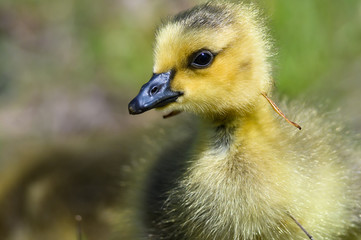 Close Profile of an Adorable Newborn Gosling