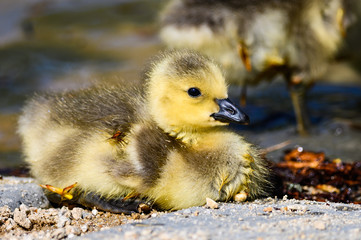 Newborn Gosling Resting Quietly on the Soft Ground