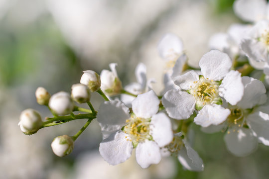 macro photo of one branch of a flowering Apple tree