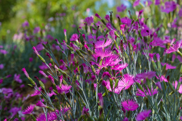 Obraz premium Outdoor blooming pink carnation flowers and green leaves，Dianthus chinensis L.