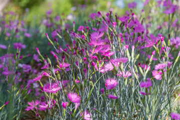 Fototapeta premium Outdoor blooming pink carnation flowers and green leaves，Dianthus chinensis L.