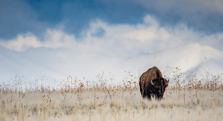 Buffalo and cloudy sky © J. Omar Hansen