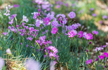 Outdoor blooming pink carnation flowers and green leaves，Dianthus chinensis L.