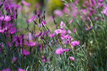 Fototapeta premium Outdoor blooming pink carnation flowers and green leaves，Dianthus chinensis L.