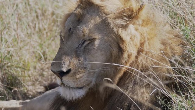 the battle scarred face of a male lion at serengeti national park in tanzania- 4K 60p