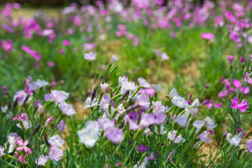 Obraz na płótnie Canvas Outdoor blooming pink carnation flowers and green leaves，Dianthus chinensis L.