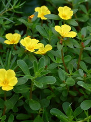 beautiful common purslane flower in fresh garden