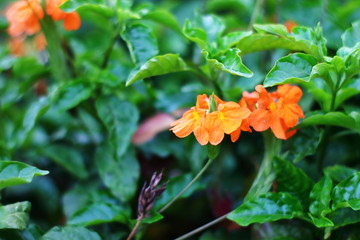 beautiful bright fiery orange flowers of Crossandra infundibuliformis