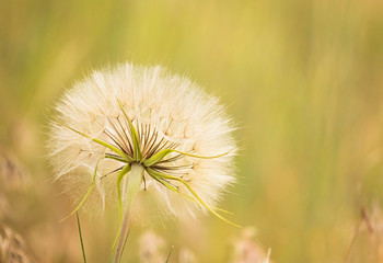 flower seed head in the summer fields in montana