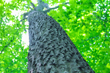 Big tree with rough bark, Saint-Bruno, Quebec, Canada