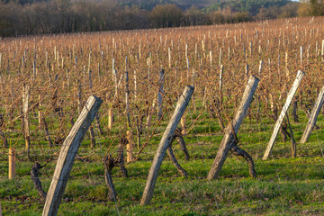 Winter vineyards at the Buzet wine region - 279575900