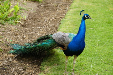 Obraz premium pavo cristattus pavo real parque la paloma benalmadena malaga 