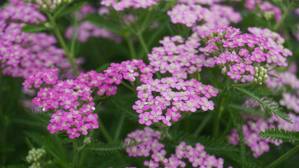 Achillea alpina