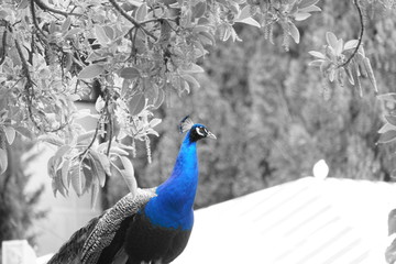 pavo cristattus pavo real parque la paloma benalmadena malaga resalte color azul
