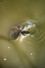 Small red-eared turtle swimming in the water, making swirls and splashes