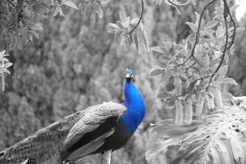 pavo cristattus pavo real parque la paloma benalmadena malaga resalte color azul