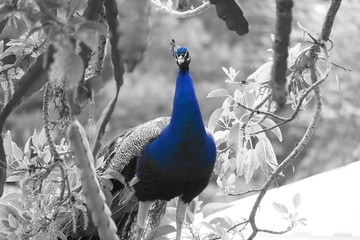 pavo cristattus pavo real parque la paloma benalmadena malaga resalte color azul