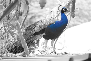 pavo cristattus pavo real parque la paloma benalmadena malaga resalte color azul