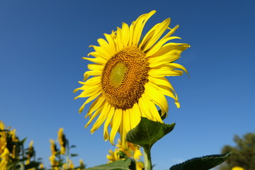 sunflower