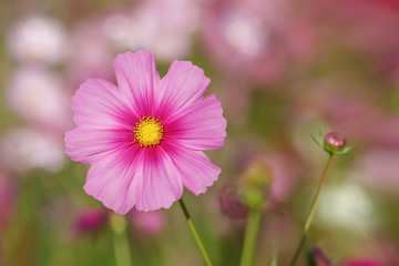 Beautiful Cosmos Flower blur background
