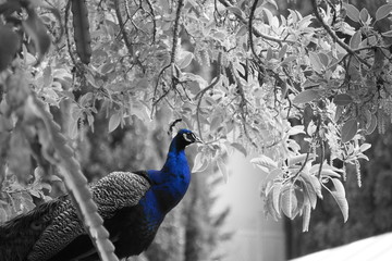 pavo cristattus pavo real parque la paloma benalmadena malaga resalte color azul