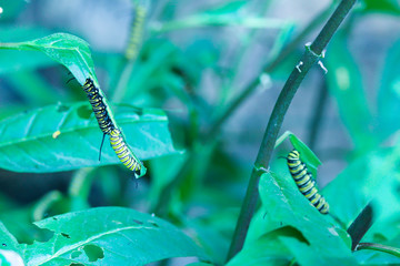 Caterpillar on a green leaf, Insectarium Montreal, Quebec