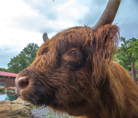 Scottish Highlander Cattle
