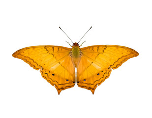 Fototapeta na wymiar Image of common cruiser butterfly (Vindula erota erota) isolated on white background. Insect. Animals.