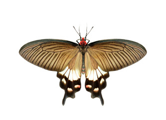 Naklejka premium Image of female great mormon butterfly (Papilio polytes) isolated on white background. Insect. Animals.