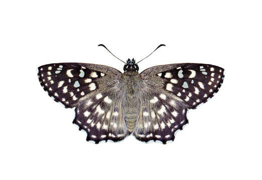 Image of Spotted Angle Butterfly (Caprona agama) isolated on white background. Insect. Animals.