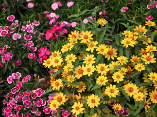 Colorful sweet yellow zinnia violacea and pink dianthus flower field blooming in garden , nature outdoor multicolored ornamental
