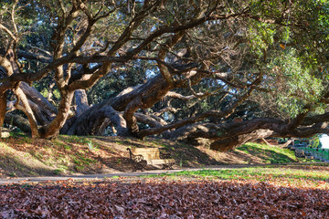 Golden morning light in Dove Myer Robimson Park in Auckland New Zealand
