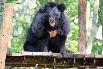 Brown bear in the forest.
