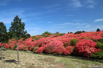 高越山のツツジ