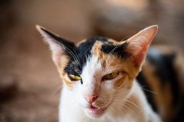 Obraz premium Cute tricolor cat calling for food, pets at home