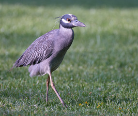 A Night Heron