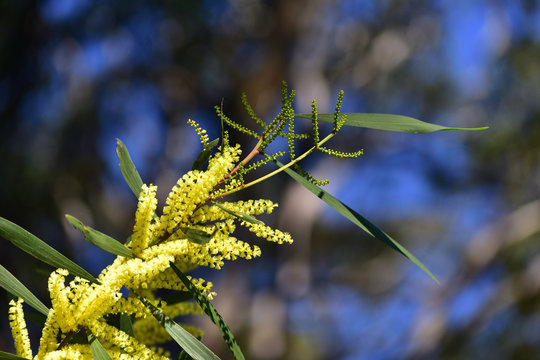 Sydney Golden Wattle, Coast Wattle