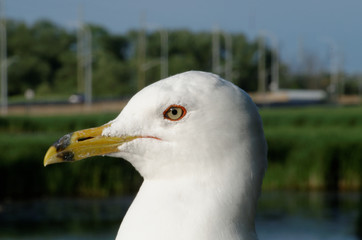 Close-up of a Seagull