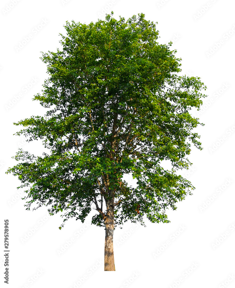 Poster single tree with clipping path 