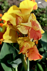 Flower Canna yellow-red