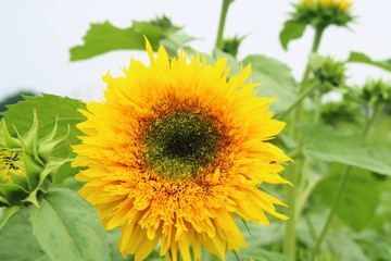 花　ひまわり　ふわふわもこもこひまわり　杤木