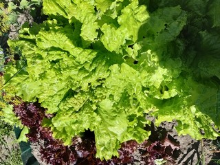 lettuce food vegetarianism vitamins
