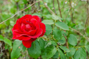 Red Tea Rose Flowers