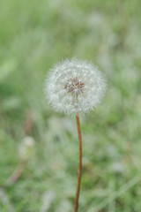 Spring outdoor, blooming white dandelion close-up