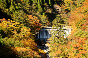 剣山スーパー林道の紅葉