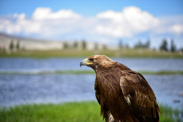 Wild eagle portrait in Mongolia